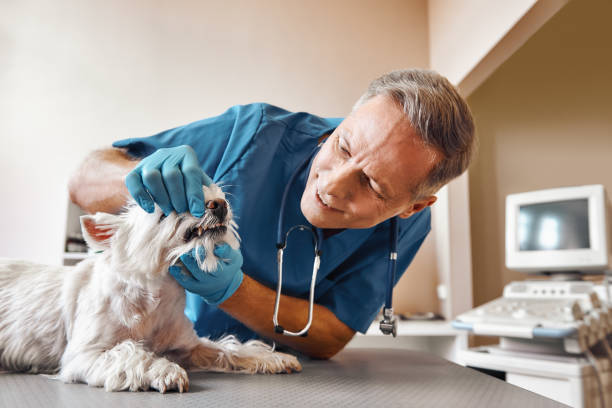 Best Dentist for Tooth Abscess  in Rochester, MN